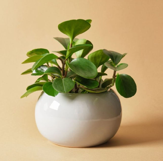 PlantEasy | Pipperio Plant